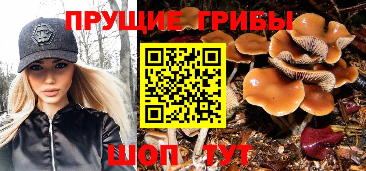Галлюциногенные грибы Psilocybine cubensis Россия